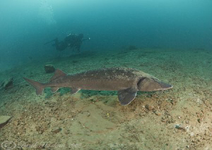 Mark with sturgeon. D3, 16mm. by Derek Haslam 